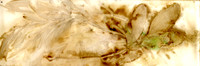 CAT 589 G11, After the Simpson Desert G11, 2015, mixed medium on paper.JPG