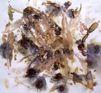 CAT 591 K8, Leaf Litter, Simpson Desert, 2015, mixed medium on paper.JPG